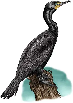 Double Crested Cormorant Prints: Double Crested Cormorant