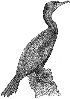 Double Crested Cormorant Prints: Double Crested Cormorant