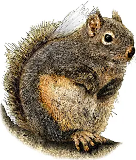 American Wildlife Art Prints: Douglas Squirrel