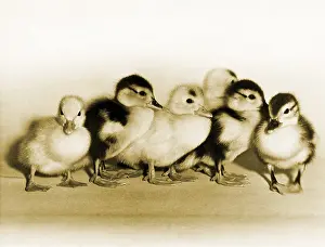 Baby Animals Prints: Ducklings