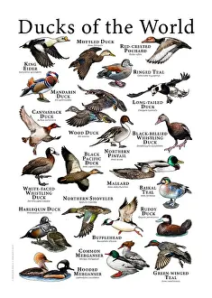 Prints of A colorful collage of scientifically accurate illustration of various species of duck. The layout features over twenty different types of ducks, including some of threatened species Mallard Duck Prints: Ducks of the World Print: A Colorful Collection of 20+ Species