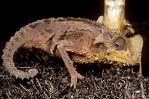 Camouflaged Reptile Prints: Dwarf Chameleon