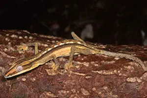 Madagascar Geckos Prints: Dwarf Leaf-Tailed Gecko