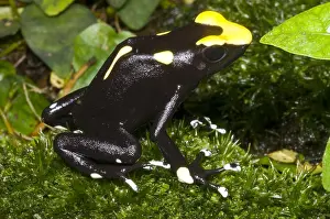 Amazon Rainforest Frogs Prints: Dyeing Poison Frog