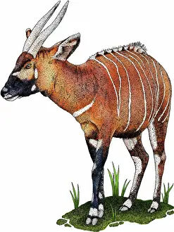 Framed Print : Eastern bongo antelope Print (Tragelaphus eurycerus isaaci) Framed Print : Eastern bongo antelope Print (Tragelaphus eurycerus isaaci)