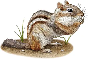 Eastern Chipmunk Print (Tamias striatus) Eating