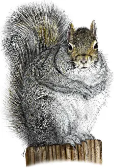 Eastern Gray Squirrel Prints: Eastern Gray Squirrel