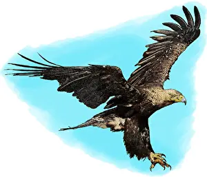 Eastern Imperial Eagle Prints: Eastern imperial eagle
