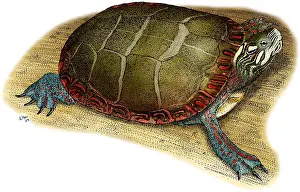 Nature Posters Prints: Eastern Painted Turtle