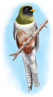 Nature Posters Prints: Elegant Trogon