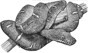 Reptile Illustrations Prints: Emerald Boa