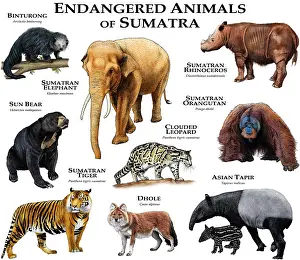 Endangered Species In Asia Prints: Endangered Animals of Sumatra