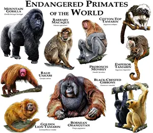 Mountain Gorillas Prints: Endangered Primates of the World