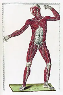 Anatomical Illustrations Prints: Eustachi, 'Tabulae anatomicae', 1783