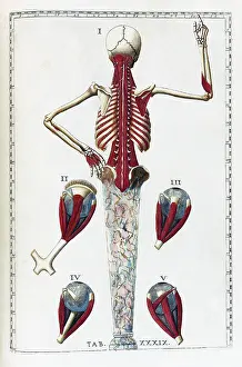 Print of Eustachi's Anatomical Illustration, 1783