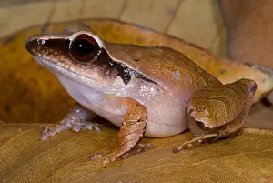 Amphibian Conservation Prints: Evergreen Robber Frog