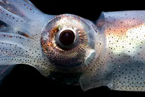 Deep Sea Squid Prints: Eye Flash Squid