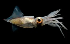 Deep Sea Squid Prints: Eye Flash Squid