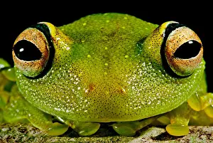 Peruvian Wildlife Prints: Eye-ringed Bushfrog