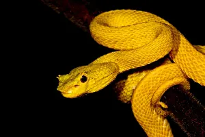 Poisonous Reptiles Prints: Eyelash Palm Pitviper