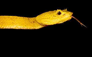 Tropical Wildlife Photos Prints: Eyelash Palm Pitviper