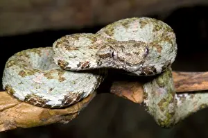 Camouflaged Animals Prints: Eyelash Viper