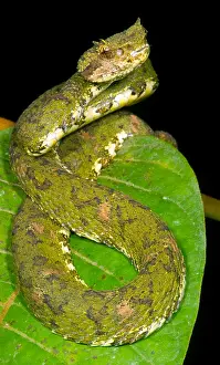 Wildlife In America Prints: Eyelash Viper