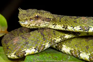 American Wildlife Animals Prints: Eyelash Viper