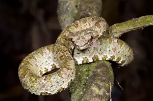 Wildlife In America Prints: Eyelash Viper
