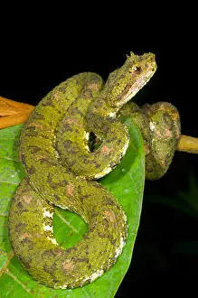Wildlife In America Prints: Eyelash Viper