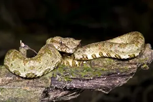 Wildlife In America Prints: Eyelash Viper