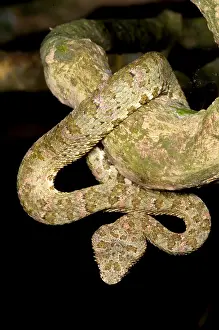 Wildlife In America Prints: Eyelash Viper
