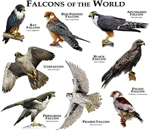 Falcons of the World Print: Colorful Collage of Various Falcon Species