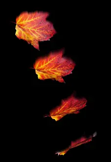 Autumn Plant Life Prints: Falling Leaves