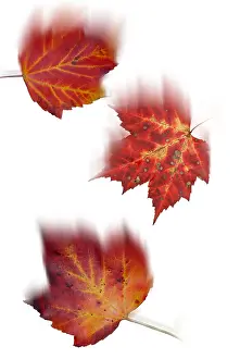 Maple Leaves Print: Falling Leaves Montage