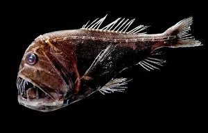 Deep Sea Fish Prints: Fangtooth