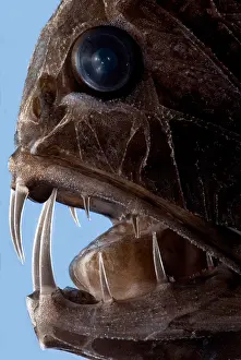 Deep Sea Fish Prints: Fangtooth