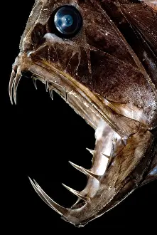 Large Fish Species Prints: Fangtooth Fish