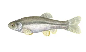 Animal Illustrations Online Prints: Fathead Minnow