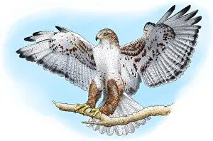 Ferruginous Hawk Print, a photograph of a bird