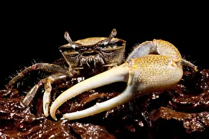 Fiddler Crab Prints: Fiddler Crab