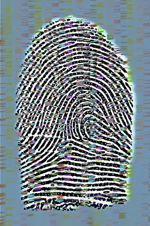 Fingerprint Analysis Prints: Fingerprint analysis
