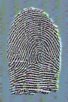 Fingerprint Analysis Prints: Fingerprint analysis