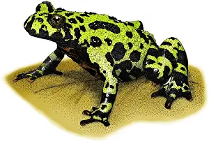 Nature Illustrations Prints: Fire-bellied Toad