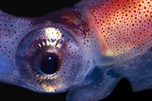 Deep Sea Squid Prints: Firefly Squid
