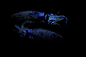 Firefly Squid Print, a photograph of Watasenia scintillans