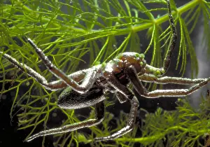Arthropod Wildlife Prints: Fishing Spider