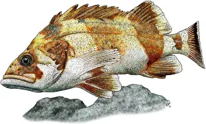 Ray Finned Fish Pictures Prints: Flag Rockfish
