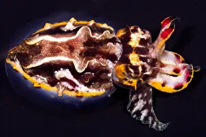 Cephalopod Species Prints: Flamboyant Cuttlefish