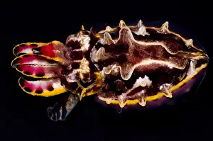 Poisonous Sea Creatures Prints: Flamboyant Cuttlefish